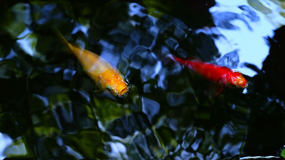 pond, carp, fish, wave, water, animal, vertebrate, animal themes HD wallpaper
