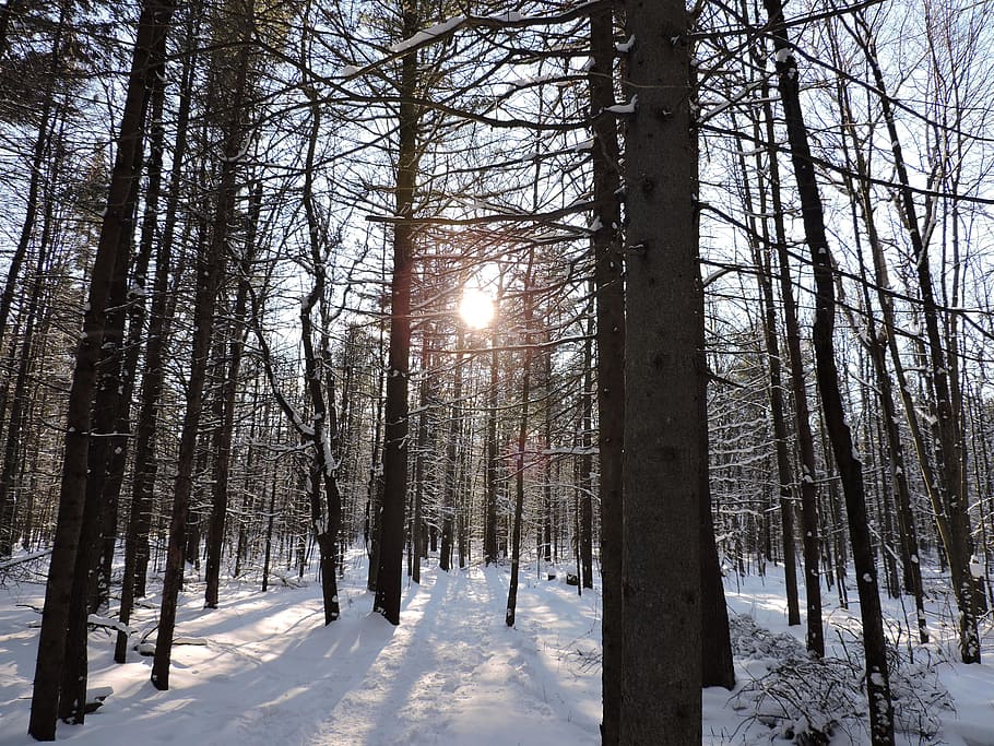 Nature, Winter, Forest, snow, cold temperature, tree, sun, plant HD wallpaper