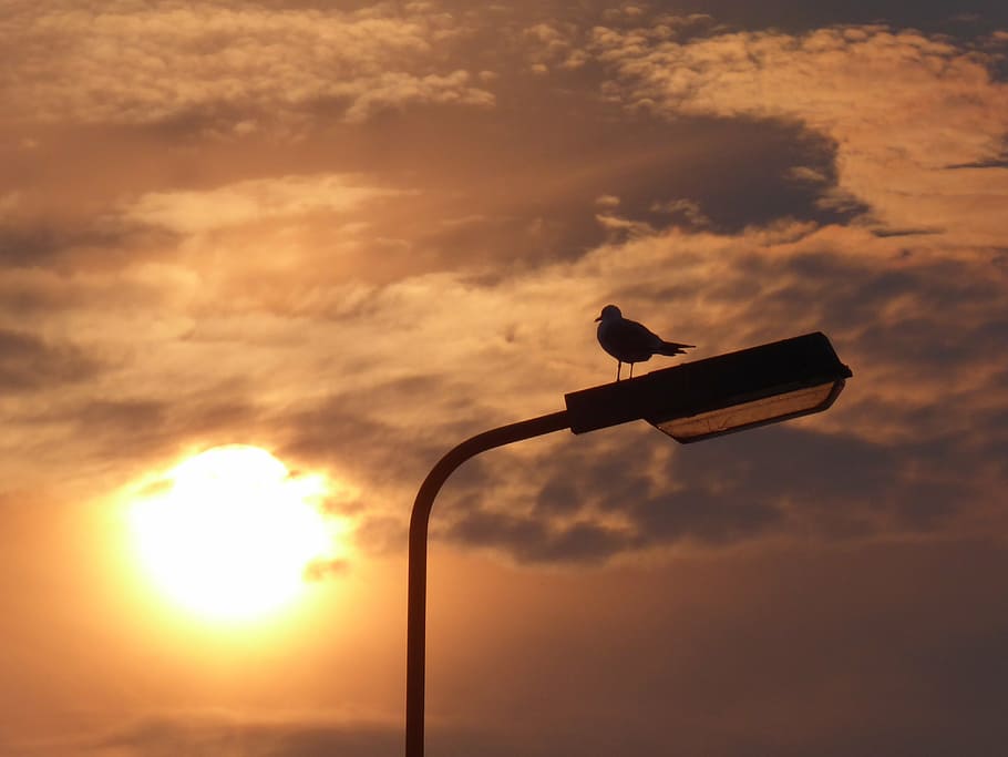 clouds, seagull, sun, tolkamer, air, bird, sky, cloud - sky HD wallpaper