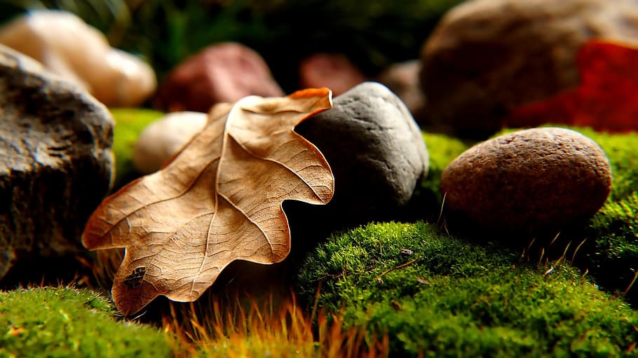 healthy, nature, summer, dry, color, environment, fall, garden HD wallpaper