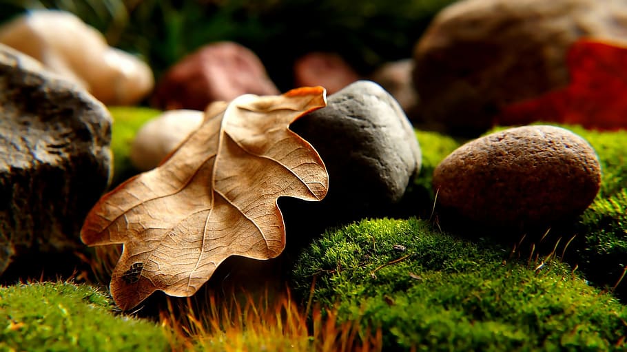 shallow focus photography of black and brown rocks and brown leaf HD wallpaper