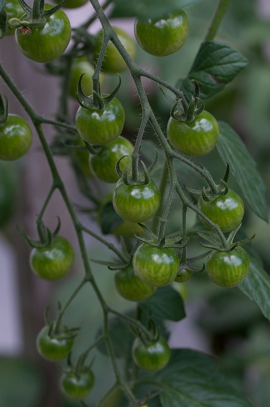 tomatoes, trusses, green, immature, immaturity fruit, fruits