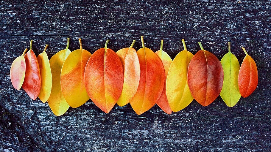 leaves lying on black surface, fall, autumn, colors, october HD wallpaper