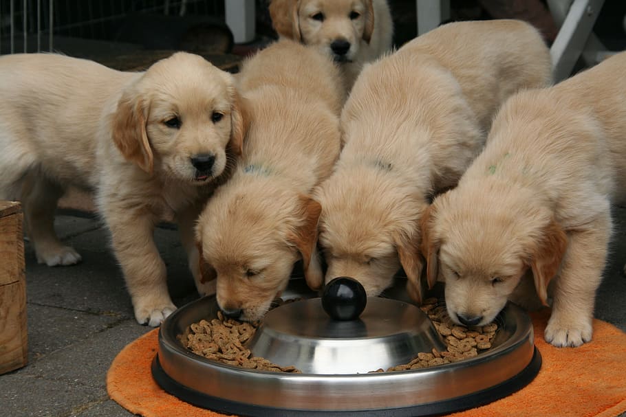golden retriever puppy, dog puppy, cute puppies eating, pets, HD wallpaper