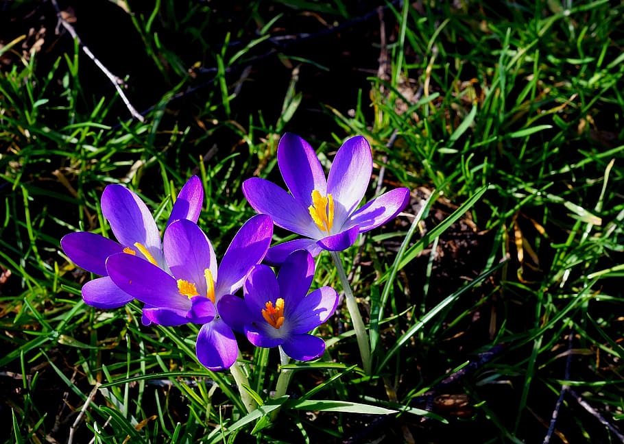 Crocus, Blue, Blossom, Bloom, Spring, harbinger of spring, flowers HD wallpaper