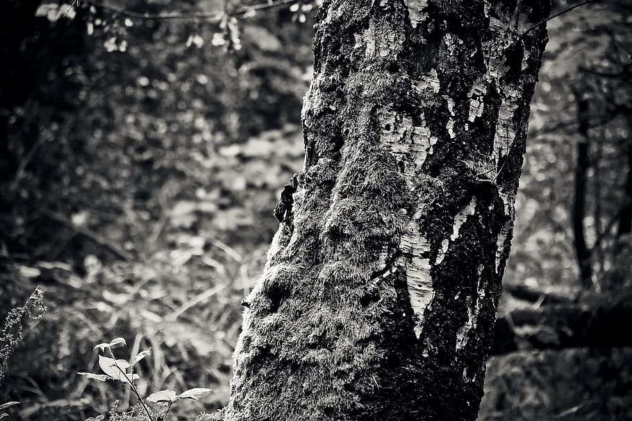 tree, birch, nature, autumn, tribe, bark, forest, log, landscape HD wallpaper
