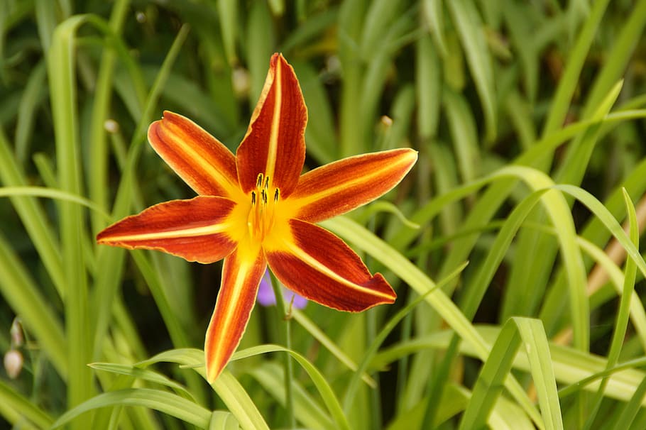 flower, blossom, bloom, star, beautiful, orange red, summer HD wallpaper