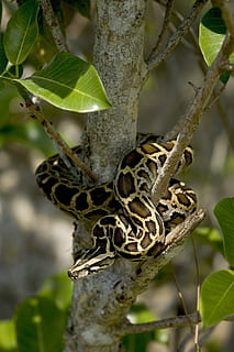 burmese python, snake, tree, coiled, wildlife, everglades, florida HD wallpaper