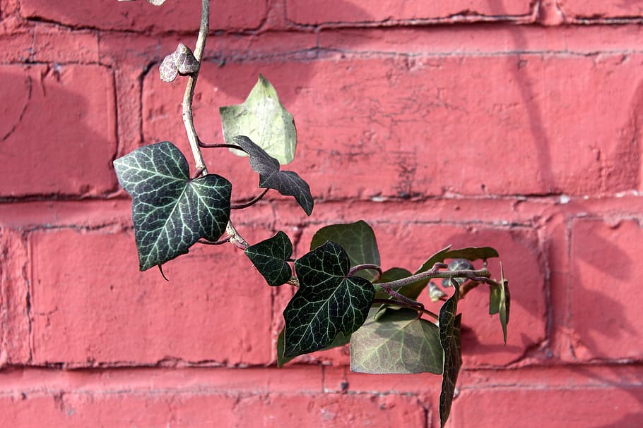ivy, creeper, green, yunki, leaf, paradise riflebird, ornament, HD wallpaper