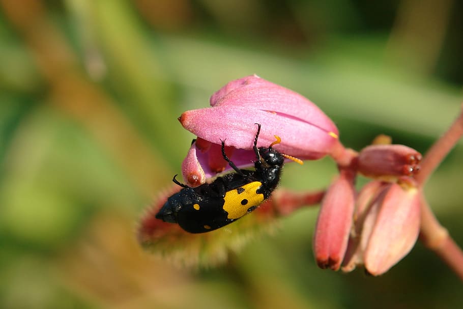 bug, insect, flower, eating, nature, wasp, guepe, black and yellow HD wallpaper