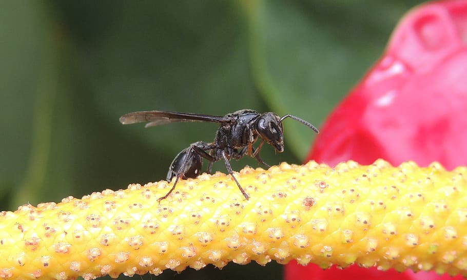 nature, macro, insect, wasp, armenia, invertebrate, animal wildlife HD wallpaper
