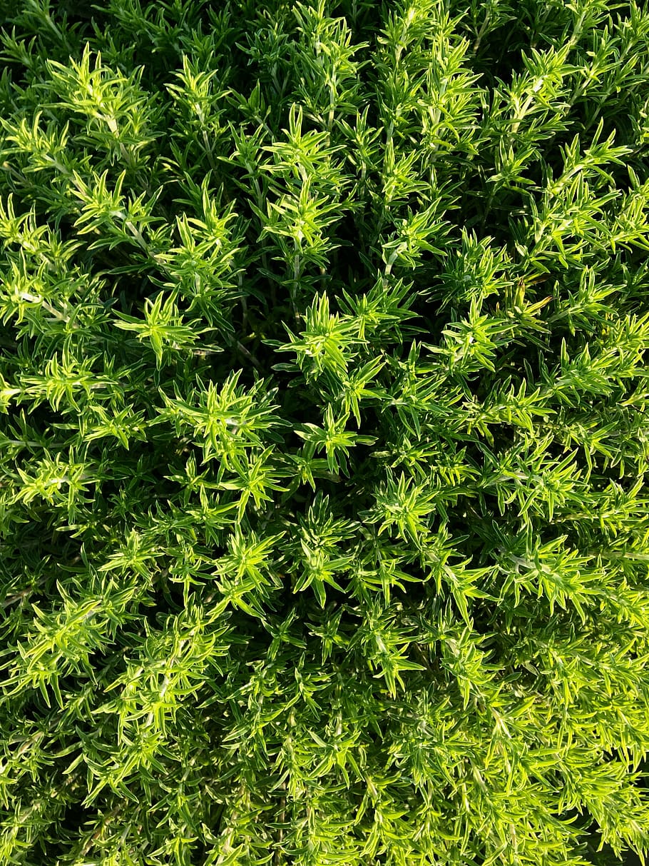 thyme, plant, herbs, green, nature, garden, aroma, spice, leaves HD wallpaper