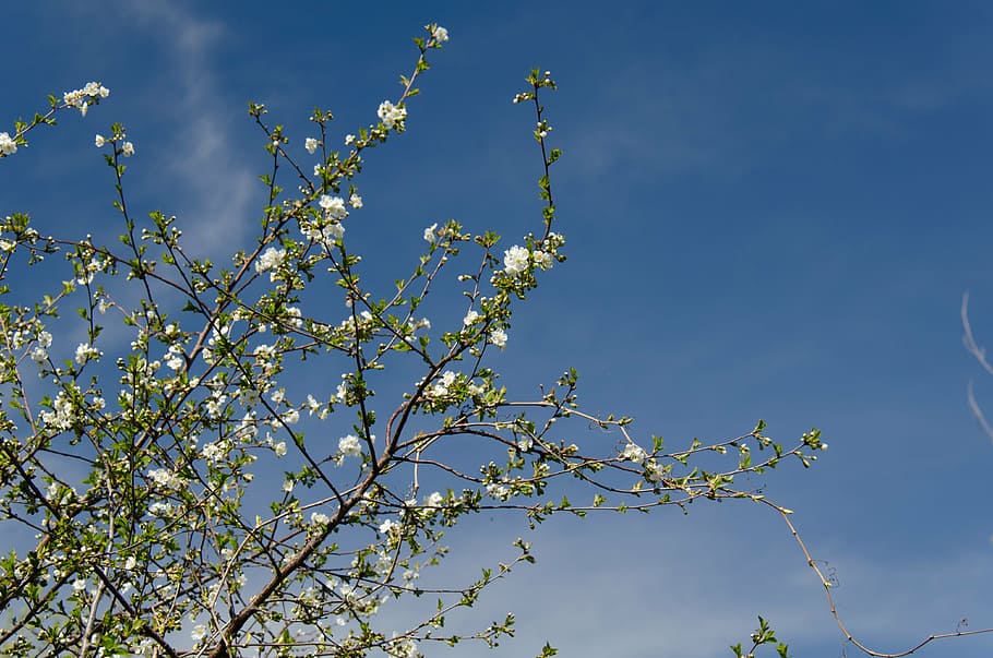 cherry, bloom, white, flowers, sky, blue, garden, spring, the leaves of the branch HD wallpaper