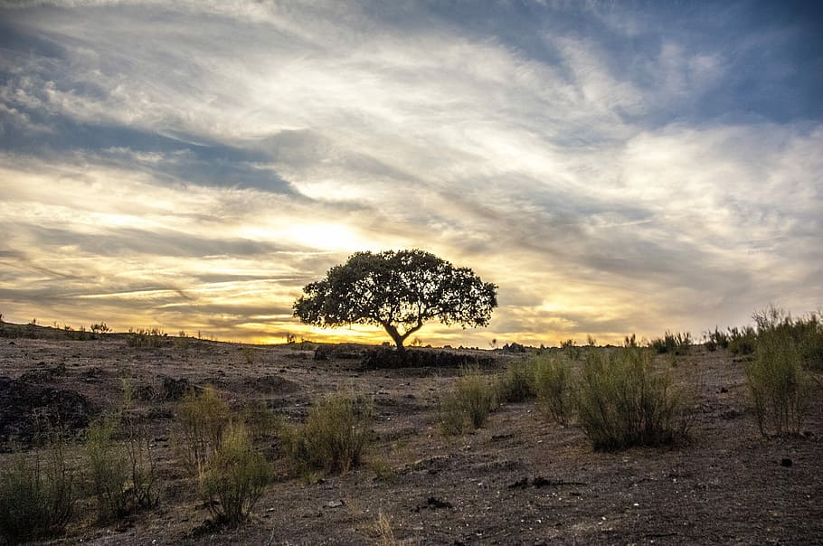 landscape, panoramic, nature, sky, horizontal, tree, cloud HD wallpaper