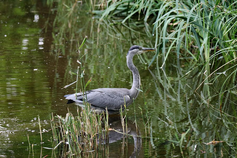Grey Heron, Bird, Eastern, Nature, animal, water, wilderness HD wallpaper