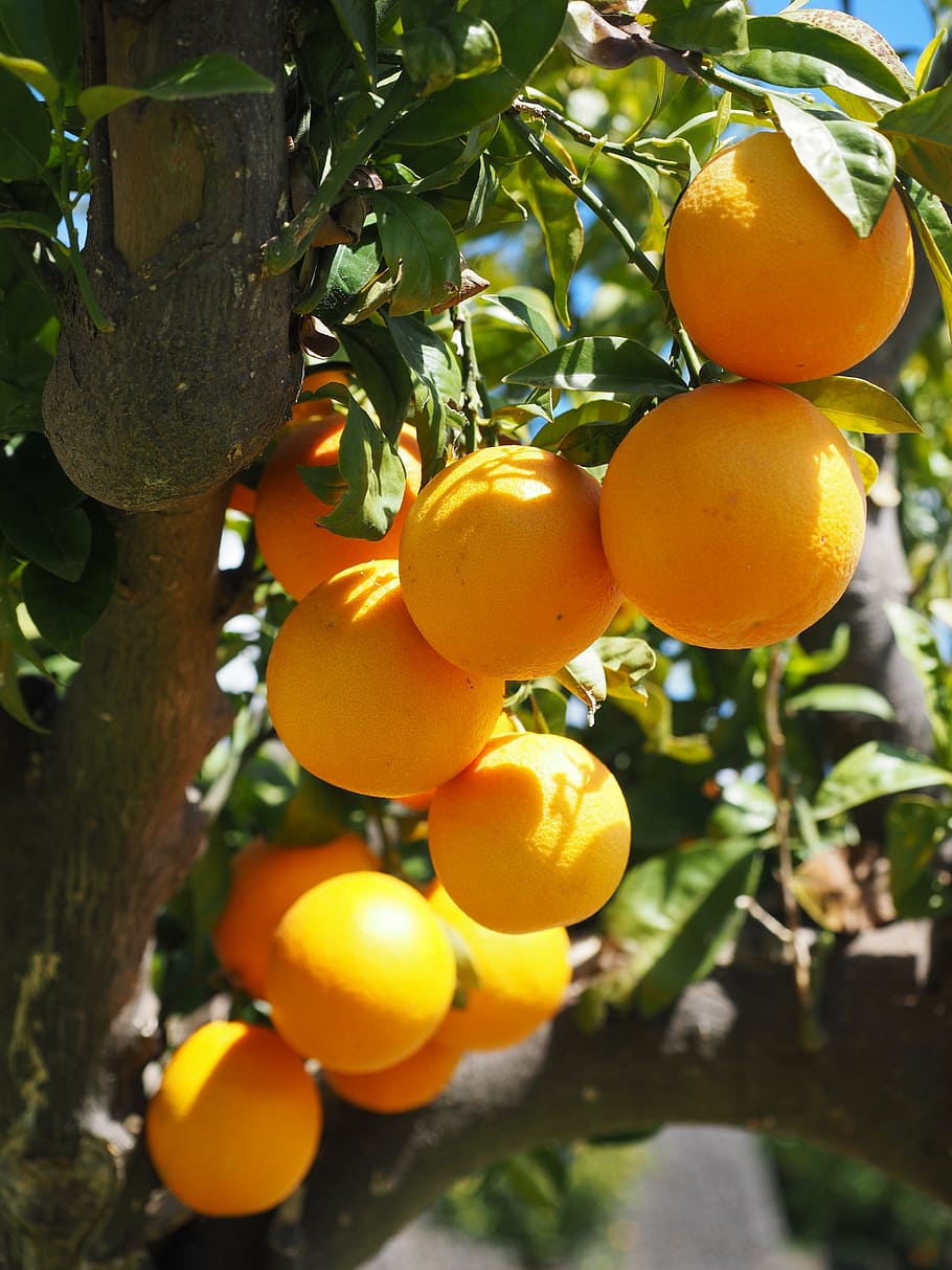 oranges, fruits, orange tree, citrus fruits, leaves, aesthetic, HD wallpaper