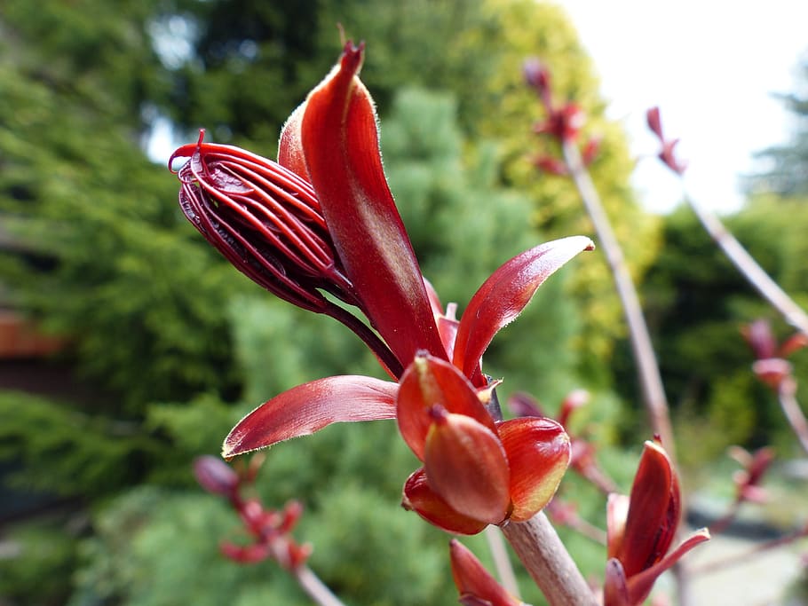 foliage, spring, red, garden, nature, tree, plant, flowering plant HD wallpaper