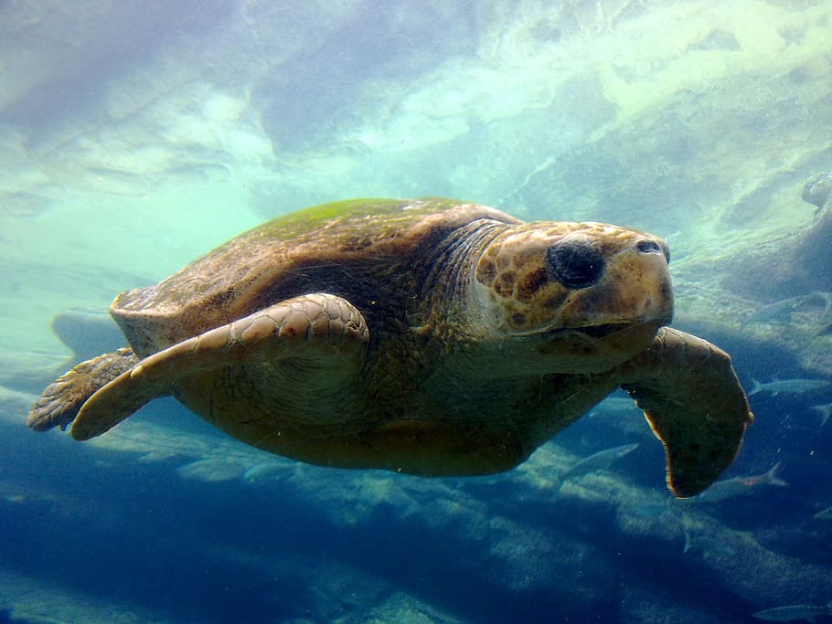 Turtle, Ocean, Blue, sea, underwater, animal, nature, wildlife HD wallpaper
