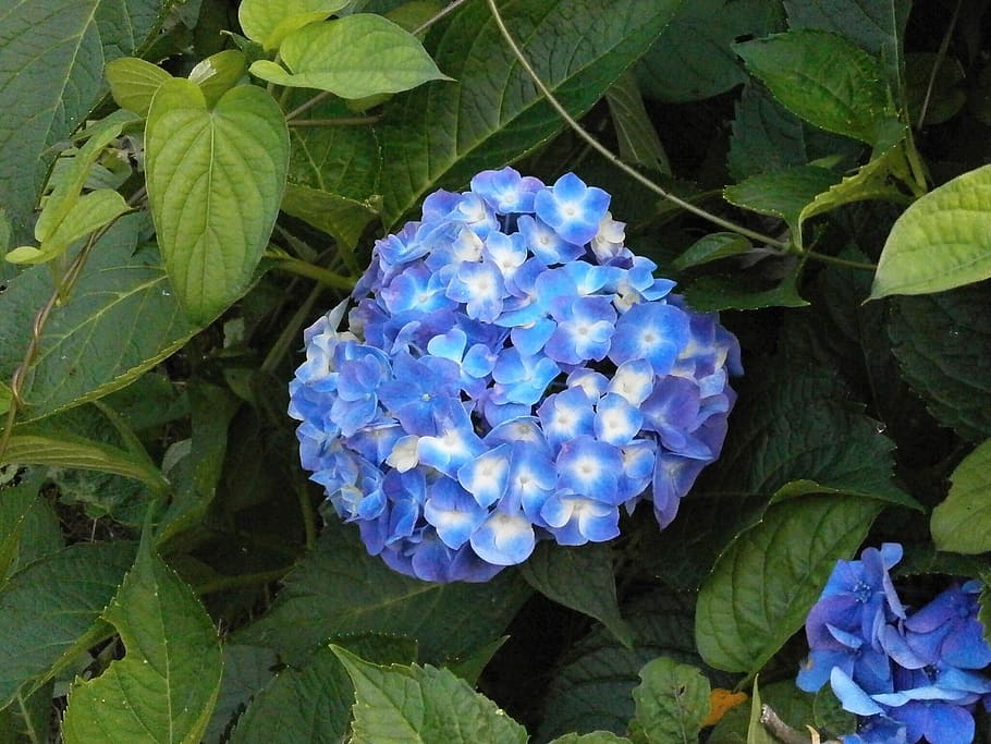 hydrangea, summer flowers, blue flowers, plant, growth, flowering plant HD wallpaper