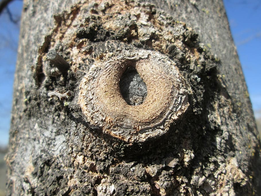 macro, wood, tree, plant, vegetation, part, small, nature, old HD wallpaper