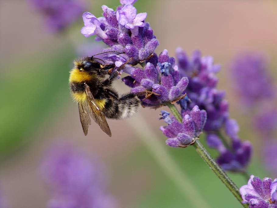 bee, nature, insect, pollen, honey, close, garden, pollination HD wallpaper