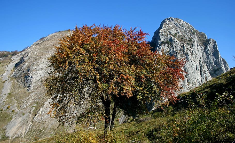 tree, mountain, rock, stone, sky, nature, color, season, colorful HD wallpaper