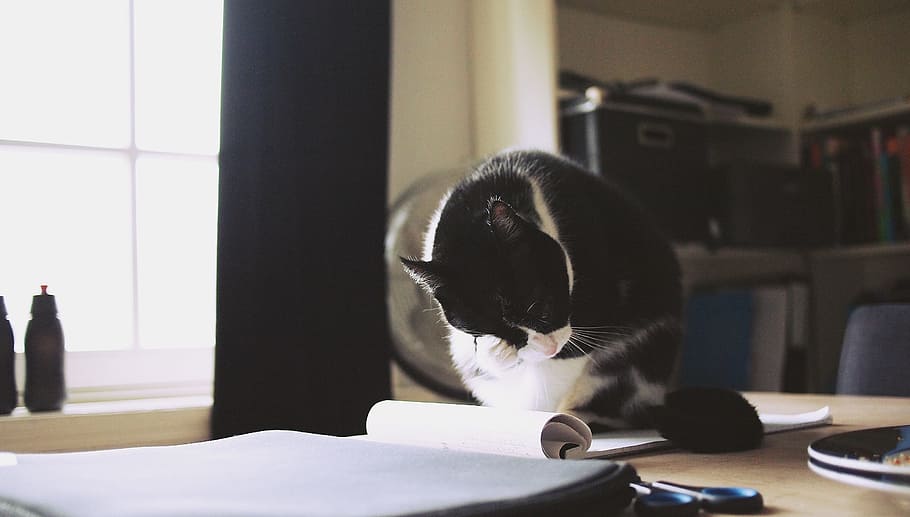 selective focus photography of white and black cat on table with notebooks HD wallpaper