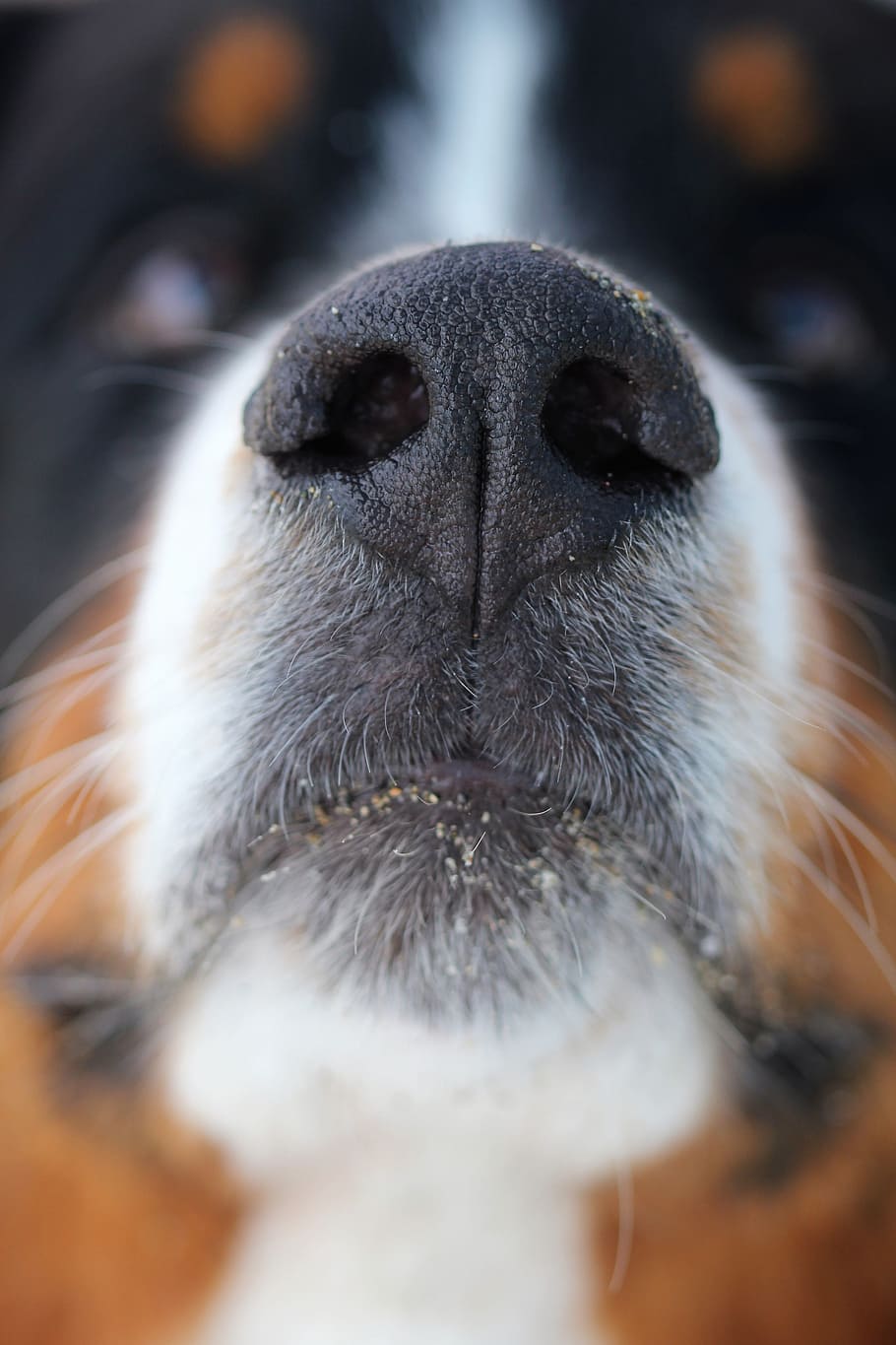 why do dogs flare their nostrils