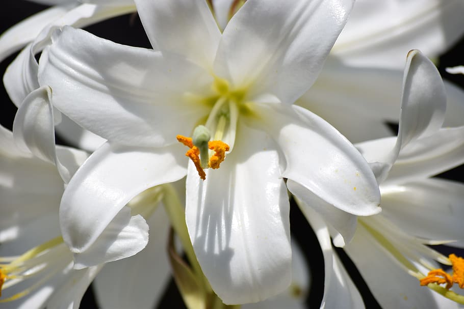 focus photo of white petaled flowers, nature, plant, floral, lily, HD wallpaper