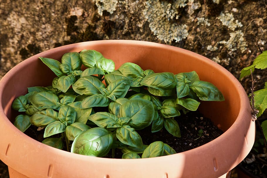 basil, herbs, garden, green, spezia, grass, cool, leaf, nature HD wallpaper