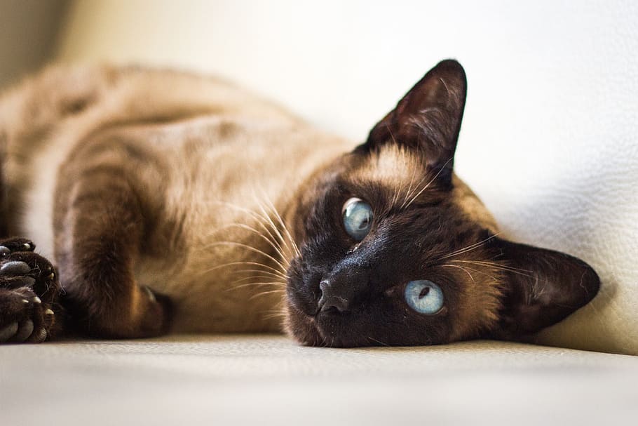 charming, cat, pets, animals, mammal, one animal, animal themes HD wallpaper
