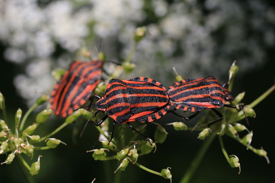 macro, insect, strip bug, plant, close-up, plant part, leaf HD wallpaper