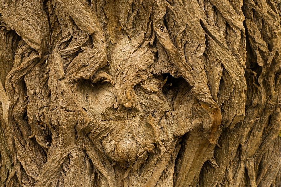untitled, tree, face, tree face, background, desktop background HD wallpaper