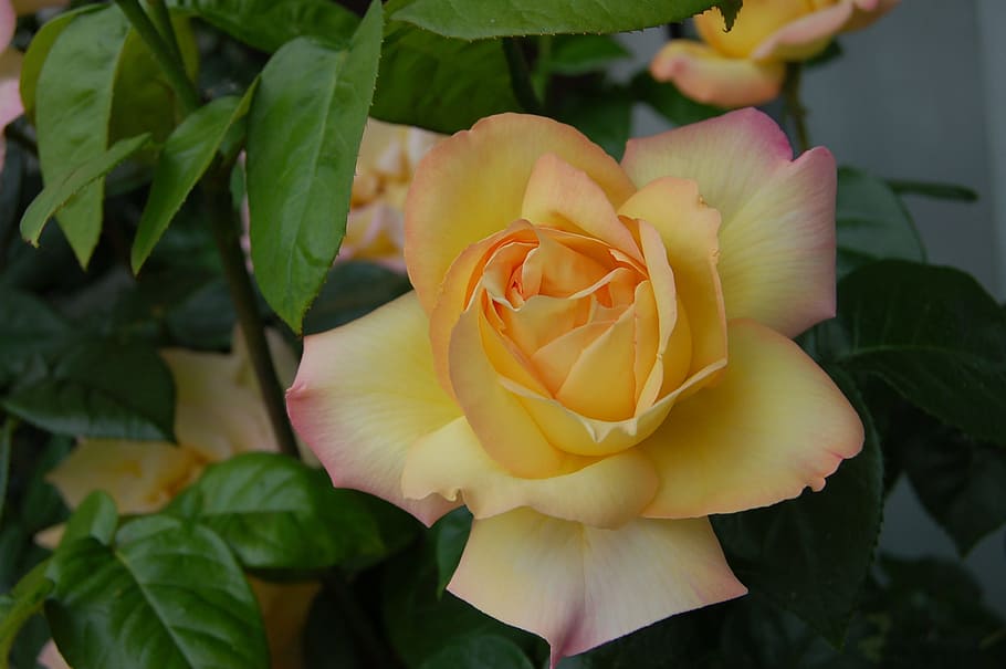 flower, leaf, plant, rose, nature, flowering plant, beauty in nature HD wallpaper