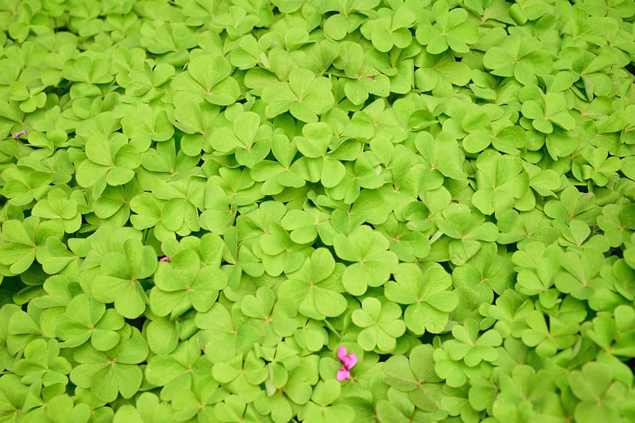Clover, Luck, Mode, green, green color, leaf, backgrounds, nature HD wallpaper