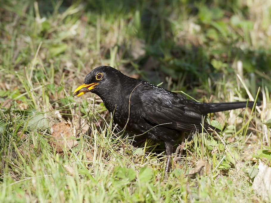 blackbird, insects, caught, nature, animal, wildlife, beak HD wallpaper