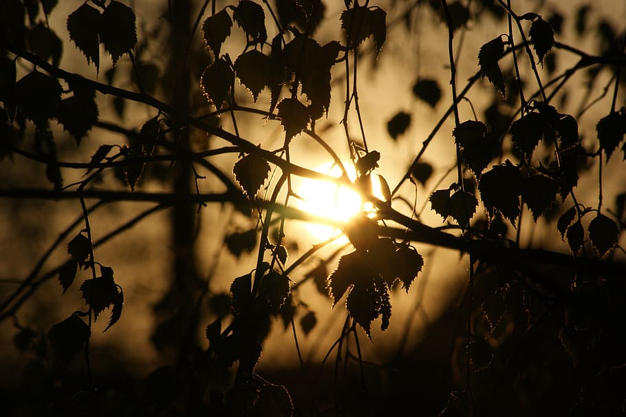 foliage, tree, birch, sunset, the sun, the light, nature, autumn HD wallpaper