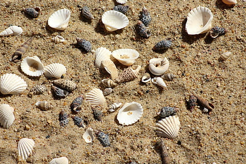white seashells on brown sand, beach, rest, summer, holidays HD wallpaper