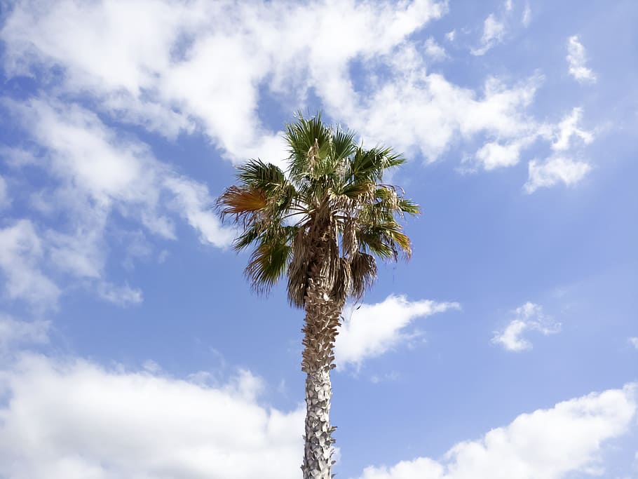 palm, tree, sky, clouds, summer, tropical, palm tree, nature HD wallpaper