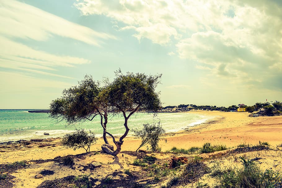 tree, dunes, sea, beach, nature, scenery, sky, clouds, makronissos HD wallpaper