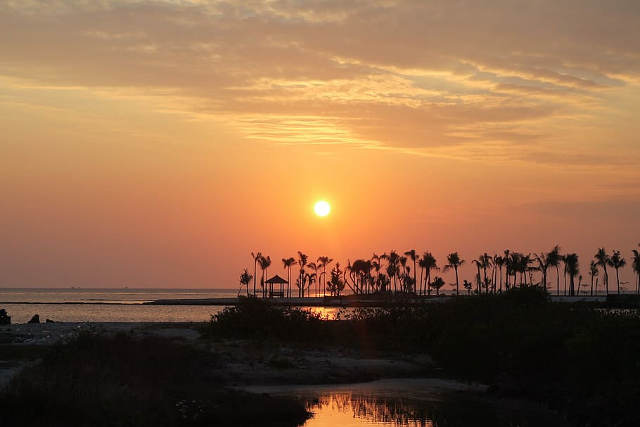 silhouette of palm tree during sunset, Sunset, Beach, Sky, nature HD wallpaper