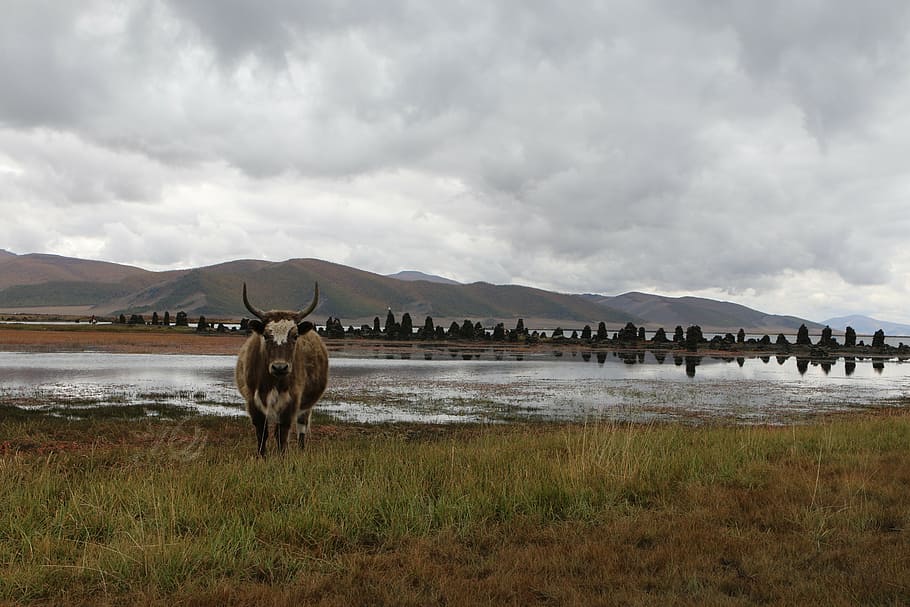 mongolia, steppe, beef, cow, landscape, clouds, nature, prairie HD wallpaper