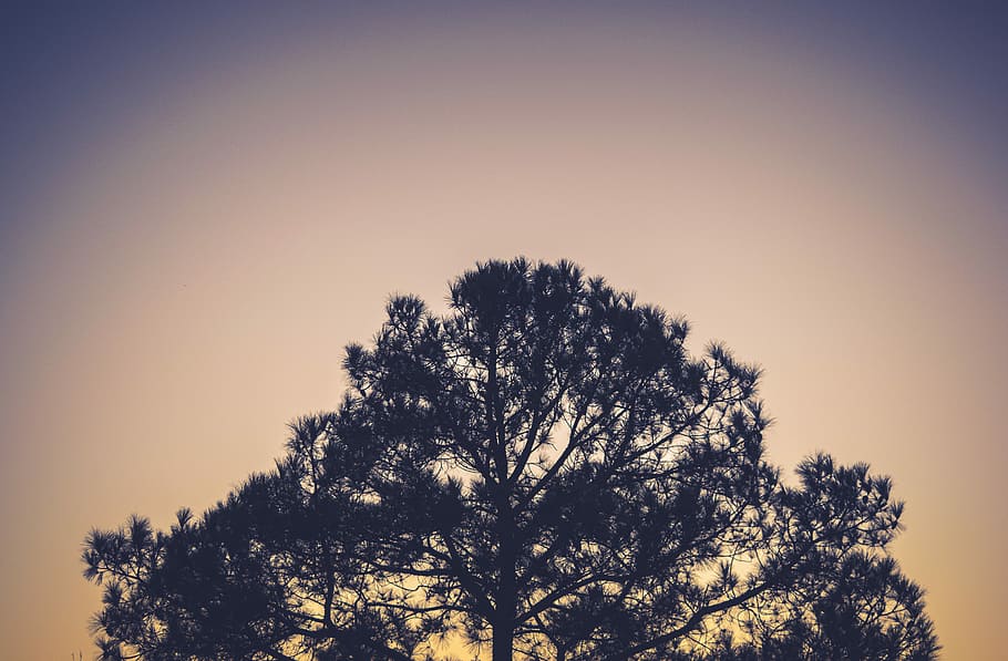 silhouette photo of tree during sunrise, sunset, nature, sky HD wallpaper
