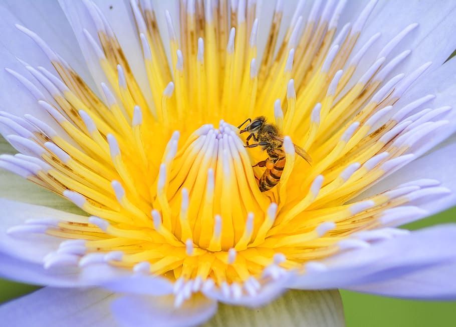 bee, flower, nature, spring, honey, garden, yellow, insect HD wallpaper
