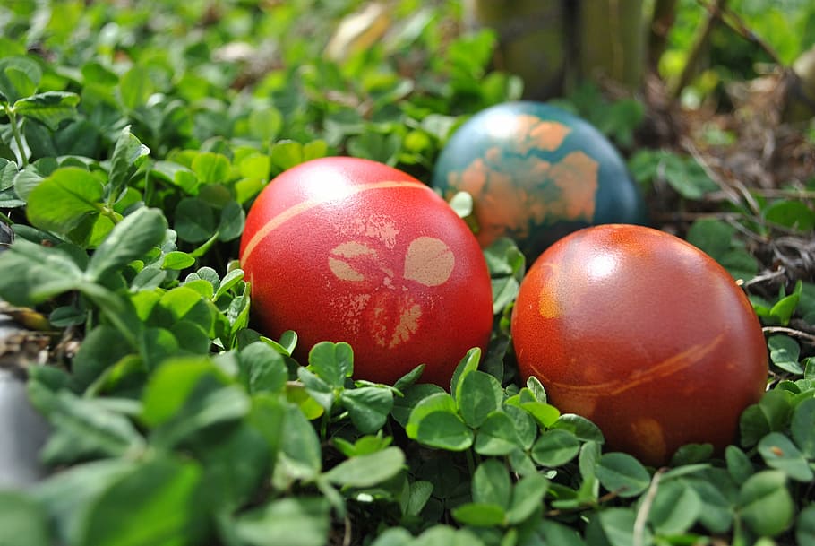 Easter Egg, Spring, March, plant, close, sun, eggs color, blue HD wallpaper