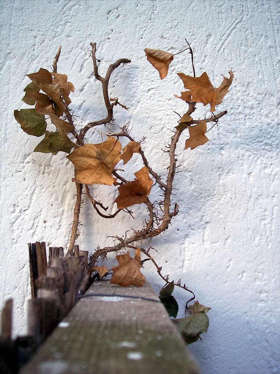 brown leafed plant, Autumn, Leaf, Tree, Leaves, wall - Building Feature HD wallpaper