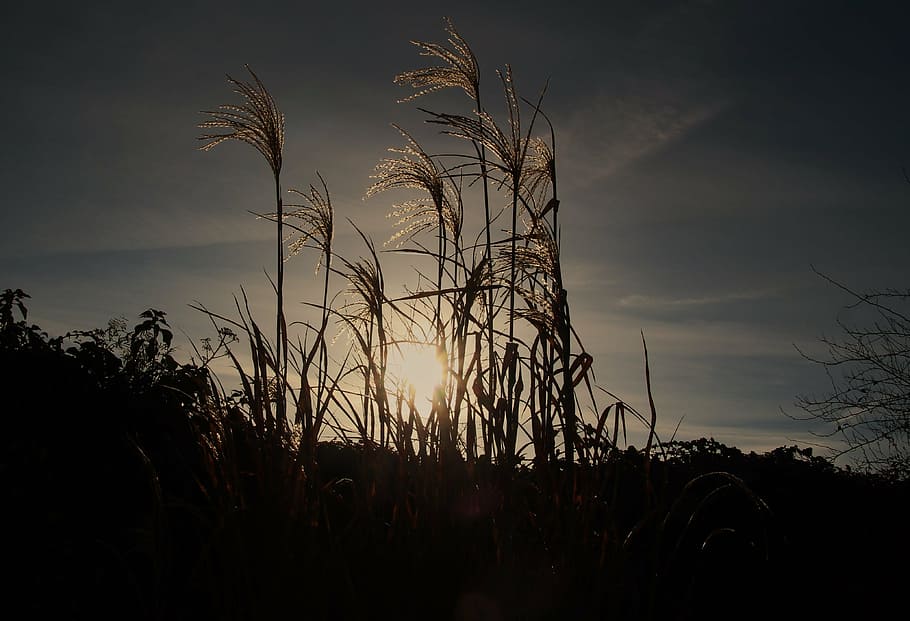 golden hour photography of grass under cloudy sky, reed, cold HD wallpaper
