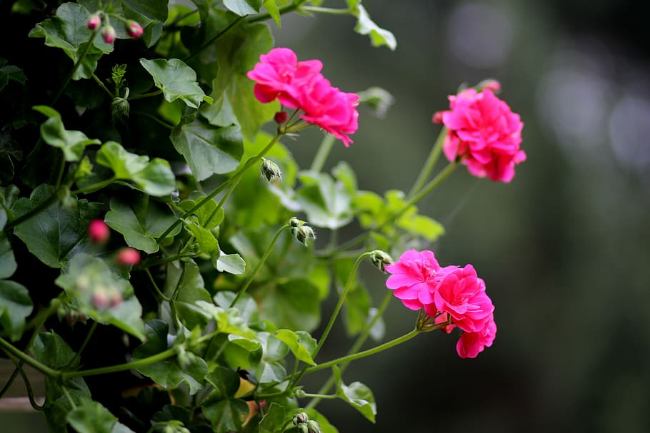 geranium, flower, pink, flowering plant, beauty in nature, freshness HD wallpaper