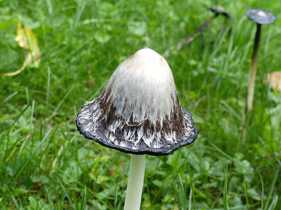 fungus, nature, fall, undergrowth, mushroom, plant, vegetable HD wallpaper
