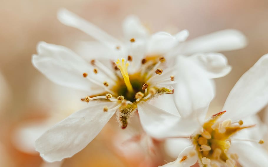 white cherry blossom flowers closeup photography, petals, blur HD wallpaper
